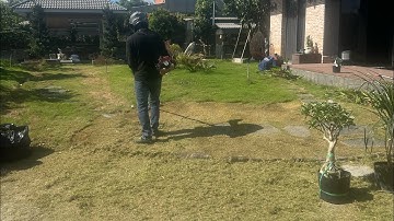 Cắt cỏ nhung nhật. Chăm sóc sân vườn. Trồng cỏ nhung nhật. Cảnh quan sân vườn. Cỏ nhung nhật. Cắt cỏ