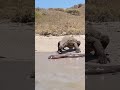 Komodo siente el poder de la anguila