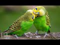 Budgerigar Facts | Animal Facts | a small colourful bird native to Australia
