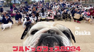 【ブルドッグフェス】全国のブルドッグが大阪にやって来たジェシカもあっぱれ♪大暴れ♪【ブルドッグ】【犬オフ会】