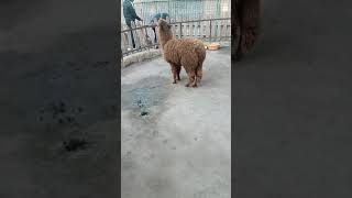 شاهد اجمل حيوان لاما في العالم 