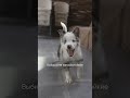 7  Дизайн для домашних животных