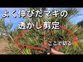伸びて困っている庭木をどの様に仕立てるのか。マキをスッキリ剪定✨