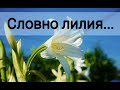 Словно лилия степная - христианская песня