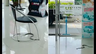 Hiss-terical moment a snake causes chaos when it slithers into a car showroom in Thailand