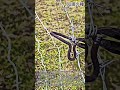 有刺鉄線フェンスを10秒でガッチリ固定する裏ワザ #wire #fence #tools #diy #lifehack