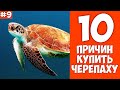 10 причин купить ЧЕРЕПАХУ - Хозяин Лев