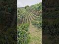 Cantikny Kebun Kopi ini dengan Tanaman Pisangnya #nature #agrikultur #farming #teknikpertanian #fyp