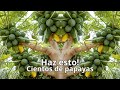 ¿Quieres muchos frutos de papaya? hazle este truco a tu planta