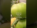Here is why Bees are important to our agriculture!