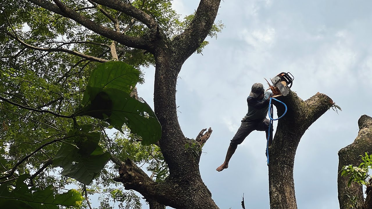 Amazing skills‼️ cut down dangerous tree beside the road, stihl ms881 ...
