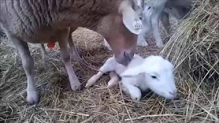 Lambing | Katahdin Hair Sheep | Live Birth | Twins | Homesteading | Prepping | Heartway Farms