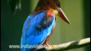 White Breasted Kingfisher Bird Forest Fauna Nature Video Suresh Elamon