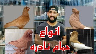 جبتلكم اغرب انواع الحمام النادره واسعارها 😍