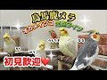 モモヒキ隊とダミ声お母ちゃんのお昼時LIVE