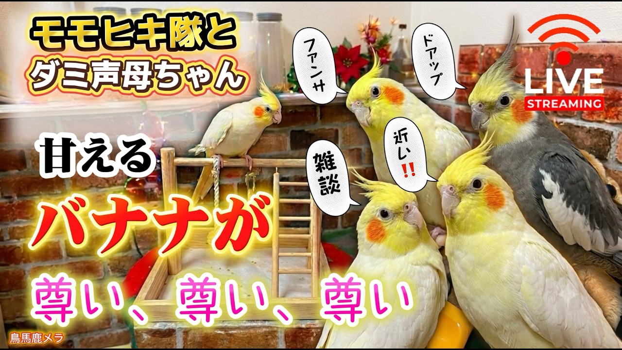 モモヒキ隊とダミ声お母ちゃんのお昼時LIVE