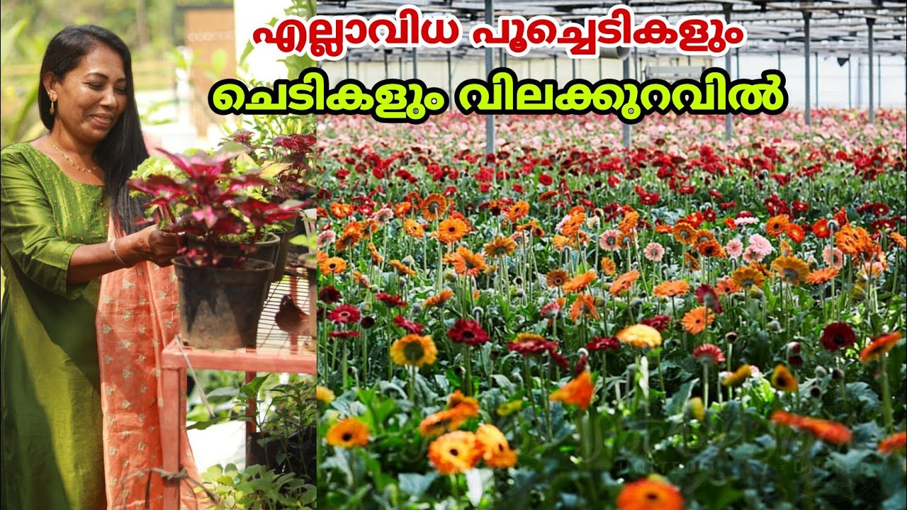 എല്ലാവിധ പൂച്ചെടികളും വളരെ വിലക്കുറവിൽ || Flowering Plants || Garden tour || Farm Stories