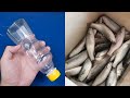 How to Make a Fish Trap with Plastic Bottle