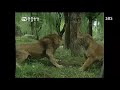 African lion vs Bengal tiger, who really won this fight, slap to the head, lion retreats