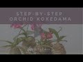 How Pot Your Phalaenopsis Orchid Kokedama Style