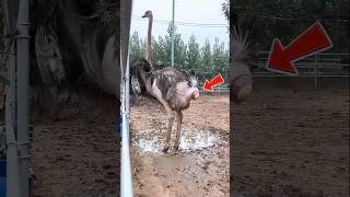 Why This Giant Bird Can Drop Eggs While Walking ?