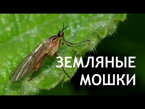 Как избавиться от ЗЕМЛЯНЫХ МОШЕК?