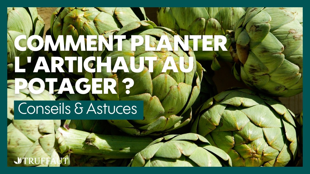 Comment planter l'artichaut au potager ? - Truffaut