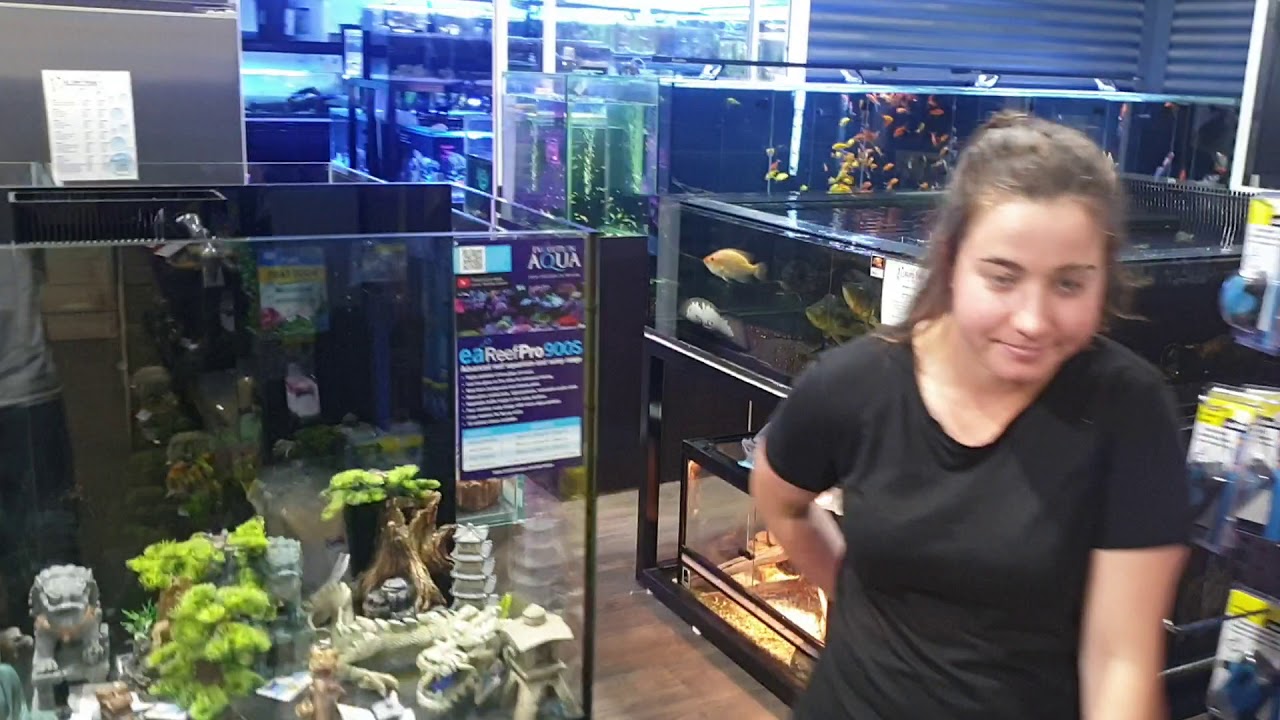 Elite Fish Aquarium shop in Mt Barker South Australia YouTube