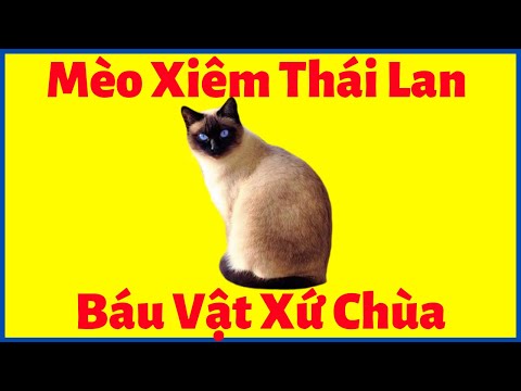 Video: Cách Chọn Mèo Thái Lan