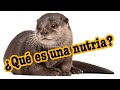 La nutria   s educativos  los animales  los mamferos  documentales sobre animales