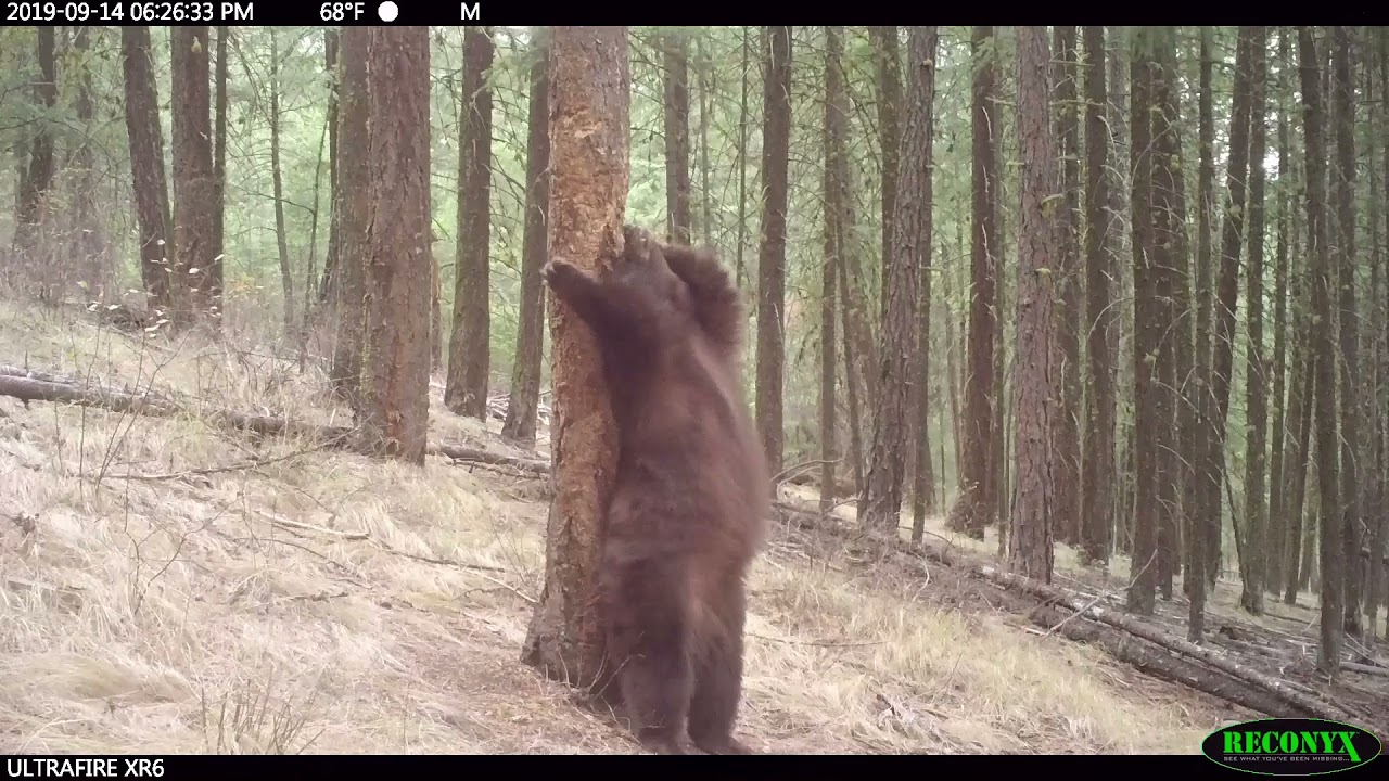 Bear Rub Compilation YouTube