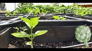 Urban Gardening 101 | Potluck Video