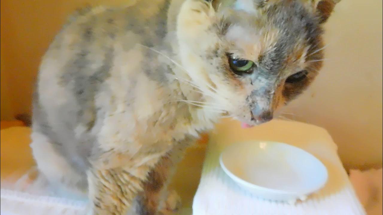 Buffy The Cat Final Video Oral Squamous Cell Carcinoma Youtube