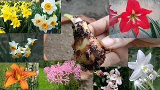 how to grow and care 8 different type of Lilly bulbs