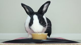 Rabbit eating apple sauce