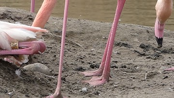 Greater flamingos start to build a nest