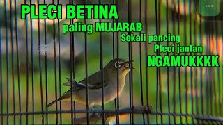 Download lagu Pleci betina birahi ngeciran paling jitu perangsang pleci jantan cepat gacor