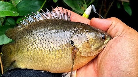 Tập 54 - Cá Lớn Bắt Đầu Xuất Hiện Nhiều, Hôm Nay Giật Đúng Đã Tay Luôn | Câu Cá Rô Đồng