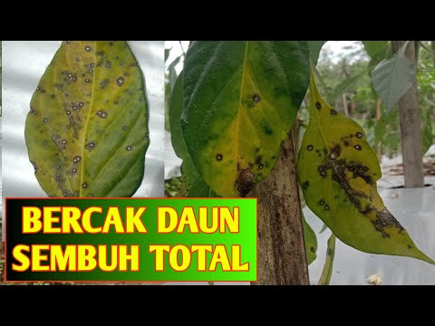 Video: Bagaimana cara menghilangkan bercak daun?