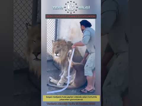 Aslanı Hortumla Yıkarken Görüntülediler