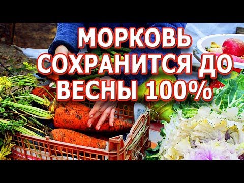 СУПЕР СПОСОБ ХРАНЕНИЯ МОРКОВИ, СВЕКЛЫ И ДРУГИХ ОВОЩЕЙ! КАК ХРАНИТЬ МОРКОВЬ И СВЕКЛУ ДОМА НА БАЛКОНЕ?