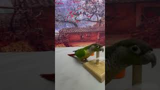 Intelligent Little Bird 🦜💚 Smart Parrots Training #Training #Smartparrot 2
