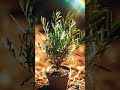 5 Plants That Actually Thrive in Australian Gardens (Tested &amp; Ranked) #AustralianGardening