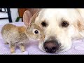 Baby Bunnies Show their Love to the Golden Retriever