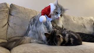 Cat TV! They Fight Over A Hat! (So Cute!!) by Life with Malamutes 18,345 views 1 month ago 8 minutes, 10 seconds