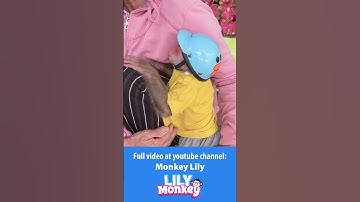 Lily helps dad pick gourd to sell P2 #shorts #short #monkey