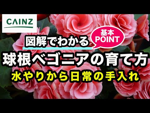 カインズ花図鑑 球根ベゴニアの育て方 Youtube