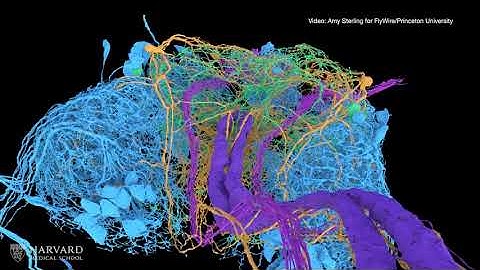 Scientists Release "Wiring Diagram" Encompassing Entire Central Nervous System of an Adult Fruit Fly