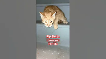 Rip Simba Die On Cat Cute August 11 2025 