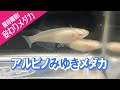 アルビノ幹之･みゆきメダカ飼育始めました (変わりメダカ)